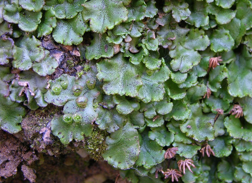 Marchantia polymorpha